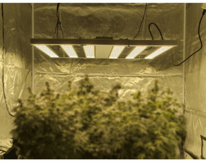 植物生長(zhǎng)燈