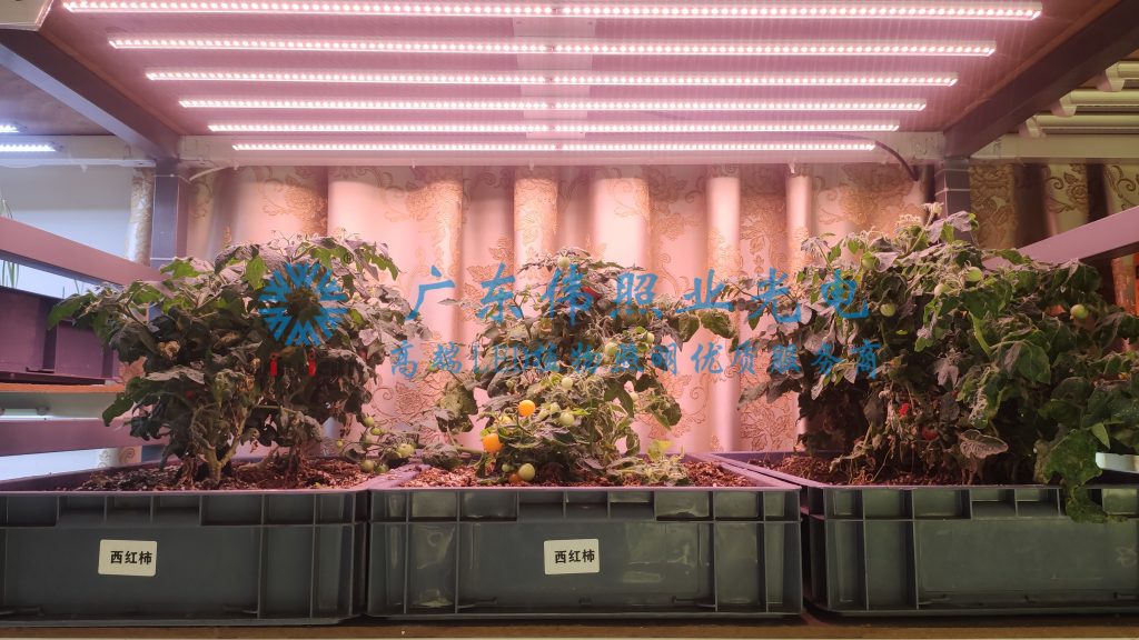 植物補光燈廠家