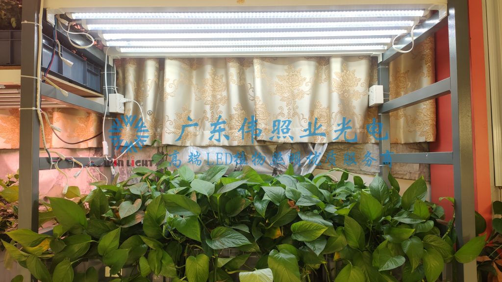 LED植物燈