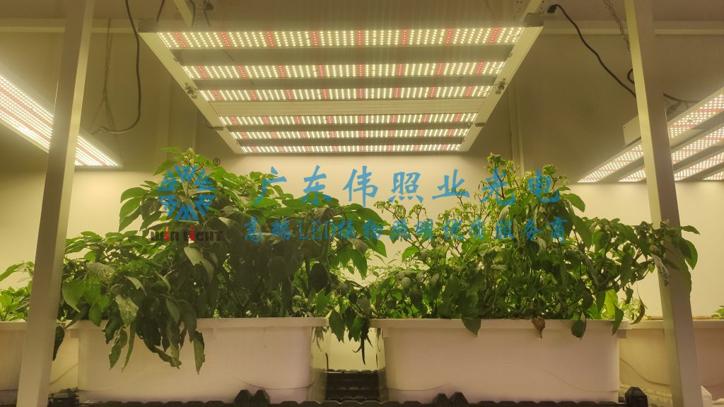 植物燈補充光照