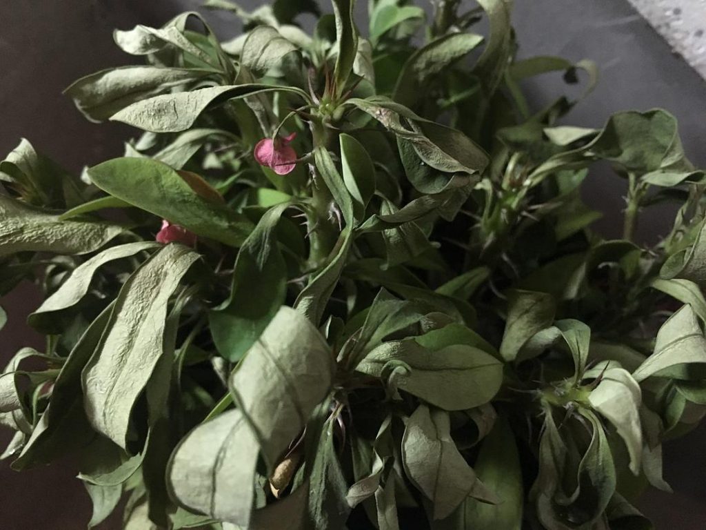 植物生長(zhǎng)的秘密